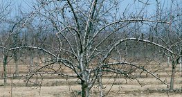 Чавганы мод