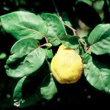 Өргөст алим