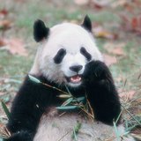 Хулсны баавгай