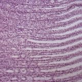 Загасны заламгайн огтлол