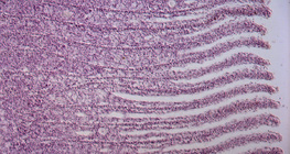 Загасны заламгайн огтлол