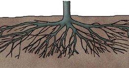 Чавганы модны үндэс