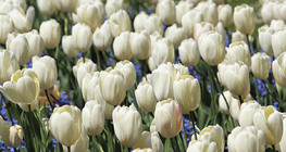 Алтанзул цэцэг