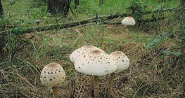 Том шүхэрмэг