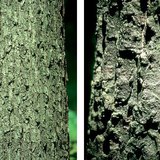 Bark of a sessile oak and a Turkey oak