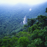 Амазоны ширэнгэн ой