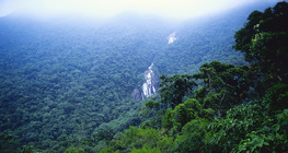 Амазоны ширэнгэн ой