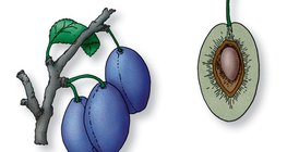 Чавганы модны яст жимсний уртааш зүсэлт