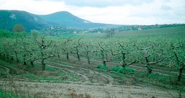 Алимны цэцэрлэг дэхь хавар