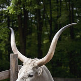 Унгарын саарал үхэр