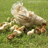 Тахиа дэгдээхийнүүдийн хамтаар