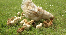 Тахиа дэгдээхийнүүдийн хамтаар