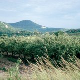 Алимны цэцэрлэг дэхь зун