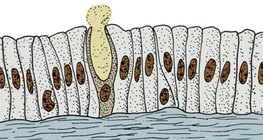 Нэг эсийн булчирхай