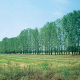 Элсний нүүдлийг зогсоохын тулд суулгасан мод