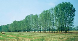 Элсний нүүдлийг зогсоохын тулд суулгасан мод