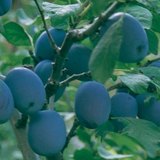 Чавганы мод