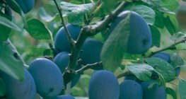 Чавганы мод