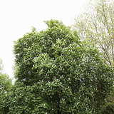 Цэцэглэж буй туулайн бөөр мод