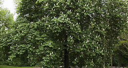 Цэцэглэж буй туулайн бөөр мод