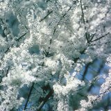 Үүргэнийн цагаан цэцэг