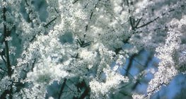 Үүргэнийн цагаан цэцэг