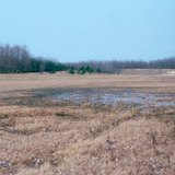 Элсний нүүдлийг зогсоохын тулд суулгасан мод