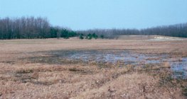 Элсний нүүдлийг зогсоохын тулд суулгасан мод