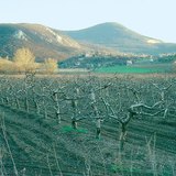 Алимны цэцэрлэг дэхь өвөл