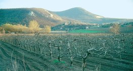 Алимны цэцэрлэг дэхь өвөл