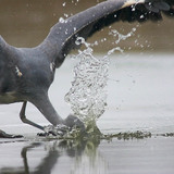 Мөсөн дээр загасчилж буй шувуу