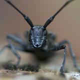 Цохны хөрөг зураг