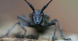 Цохны хөрөг зураг