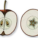 Алимны хөндлөн ба уртааш огтлол