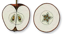 Алимны хөндлөн ба уртааш огтлол