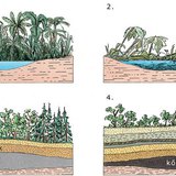 A szénképződés folyamata