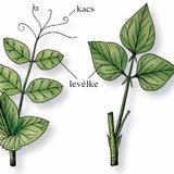 A bab és a borsó levelének összehasonlítása