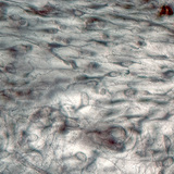 Хөвсгөр холбогч эд