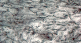 Хөвсгөр холбогч эд