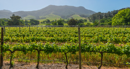 Өмнөд Африкийн усан үзмийн талбай