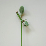 Гашуун интоор