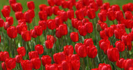 Алтанзул цэцэг