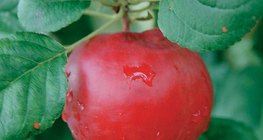 Алимны модны үр жимс