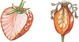 Гүзээлзгэнэ болон нохойн хошуу