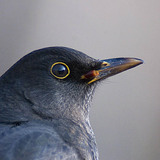 Энгийн хар хөөндэй