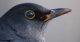 Энгийн хар хөөндэй