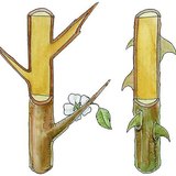 Үүргэнийн бутны өргөс болон сарнайн өргөс