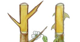 Үүргэнийн бутны өргөс болон сарнайн өргөс