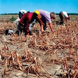 Сонгины талбай дахь ган гачиг