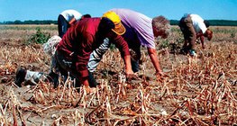 Сонгины талбай дахь ган гачиг